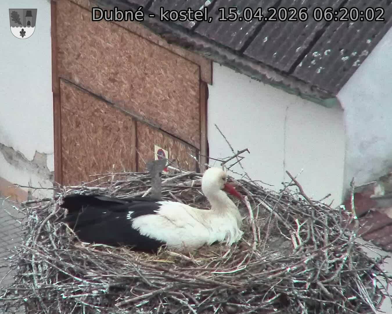 Capi_Dubne_20260415_062002.jpg (1350&nbsp;x&nbsp;1080)
