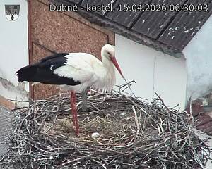 Capi_Dubne_20260415_063003.jpg (1350&nbsp;x&nbsp;1080)