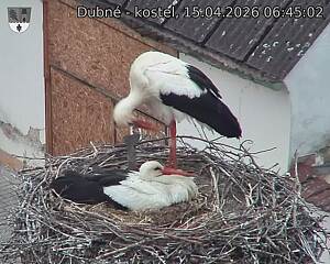 Capi_Dubne_20260415_064502.jpg (1350&nbsp;x&nbsp;1080)