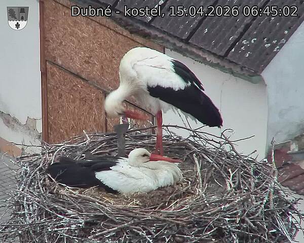 Capi_Dubne_20260415_064502.jpg (1350&nbsp;x&nbsp;1080)