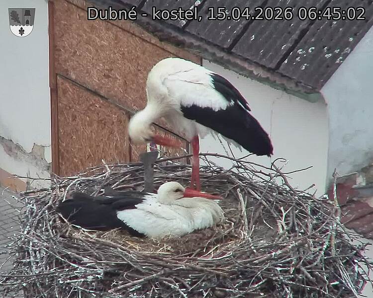 Capi_Dubne_20260415_064502.jpg (1350&nbsp;x&nbsp;1080)