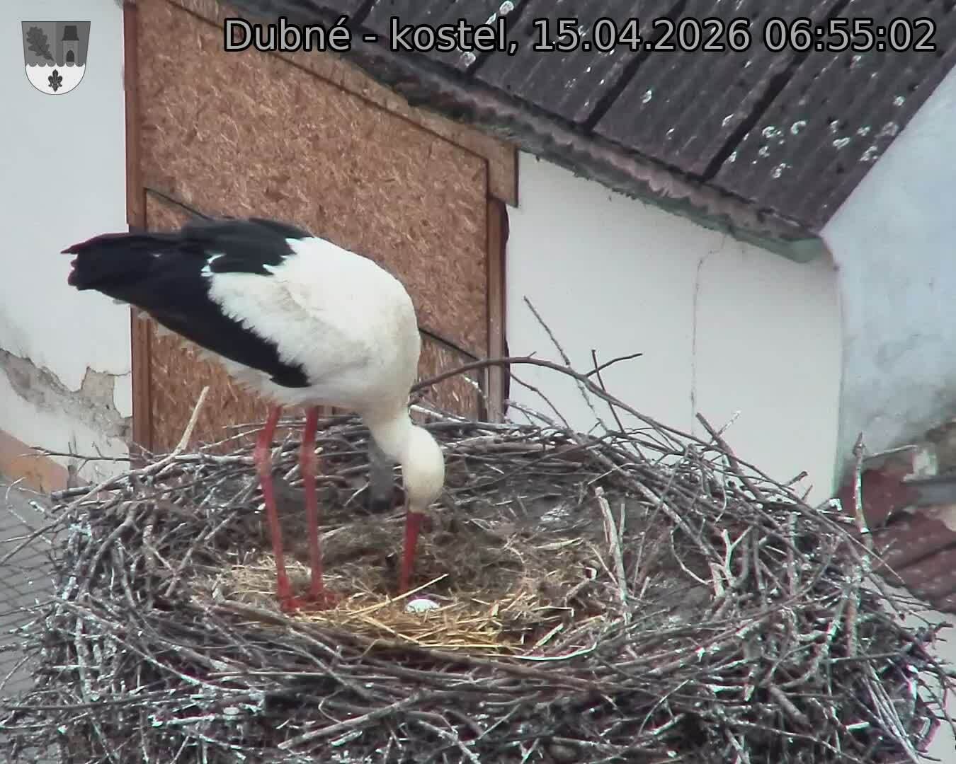 Capi_Dubne_20260415_065502.jpg (1350&nbsp;x&nbsp;1080)