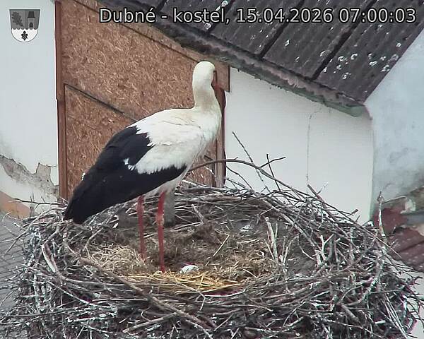 Capi_Dubne_20260415_070003.jpg (1350&nbsp;x&nbsp;1080)