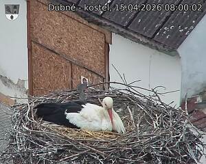 Capi_Dubne_20260415_080002.jpg (1350&nbsp;x&nbsp;1080)