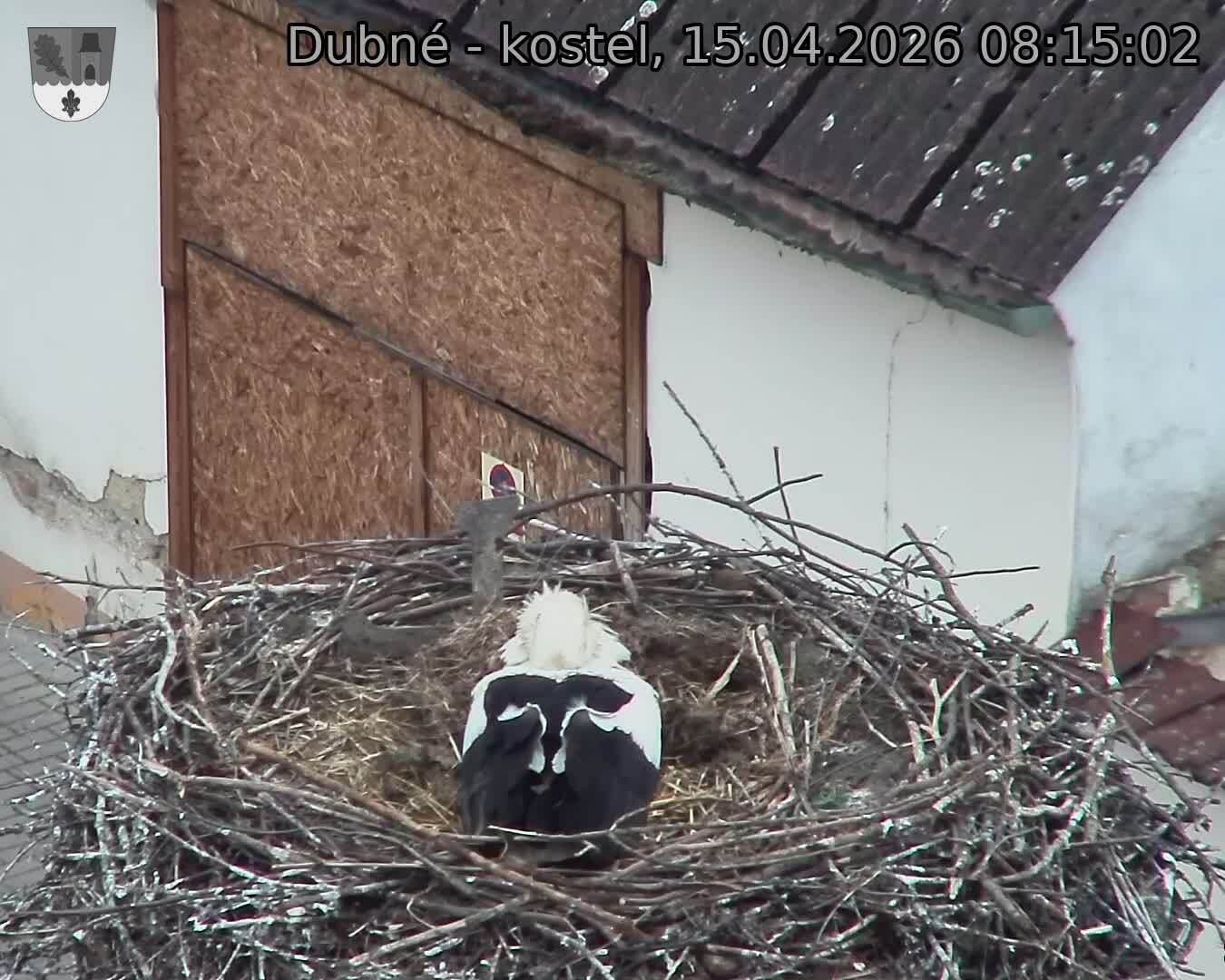 Capi_Dubne_20260415_081502.jpg (1350&nbsp;x&nbsp;1080)