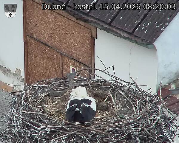 Capi_Dubne_20260415_082003.jpg (1350&nbsp;x&nbsp;1080)