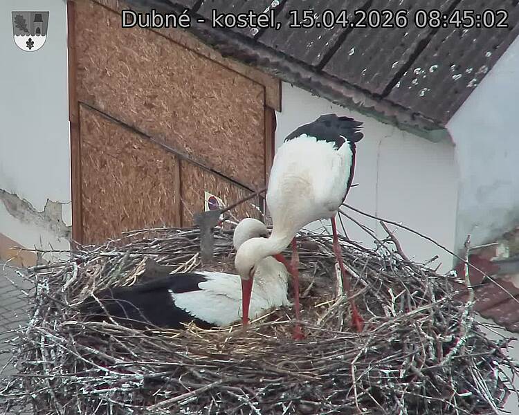 Capi_Dubne_20260415_084502.jpg (1350&nbsp;x&nbsp;1080)