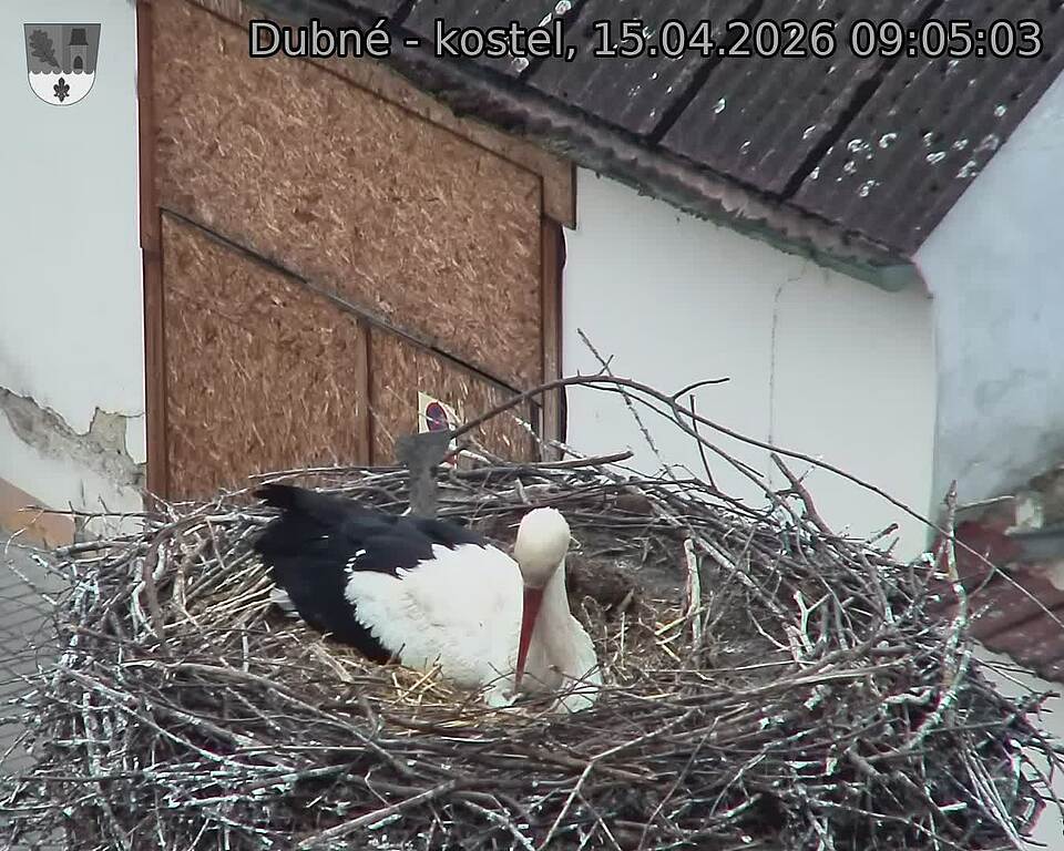 Capi_Dubne_20260415_090503.jpg (1350&nbsp;x&nbsp;1080)
