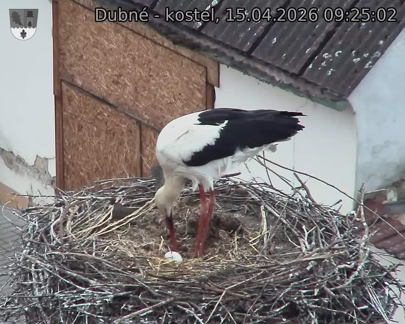 Capi_Dubne_20260415_092502.jpg (1350&nbsp;x&nbsp;1080)