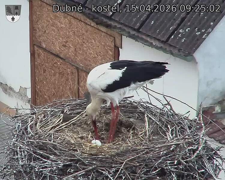 Capi_Dubne_20260415_092502.jpg (1350&nbsp;x&nbsp;1080)