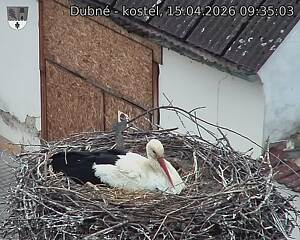 Capi_Dubne_20260415_093503.jpg (1350&nbsp;x&nbsp;1080)