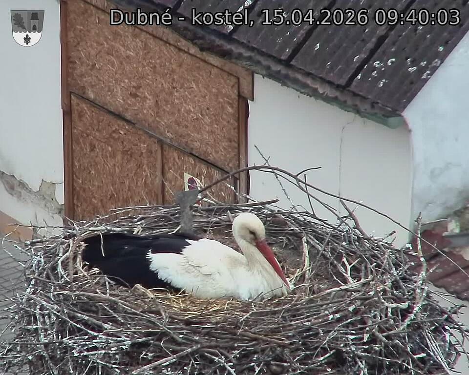 Capi_Dubne_20260415_094003.jpg (1350&nbsp;x&nbsp;1080)