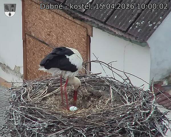 Capi_Dubne_20260415_100002.jpg (1350&nbsp;x&nbsp;1080)