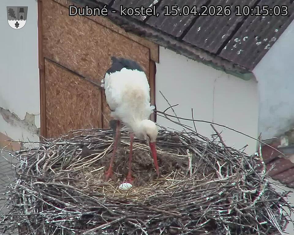 Capi_Dubne_20260415_101503.jpg (1350&nbsp;x&nbsp;1080)