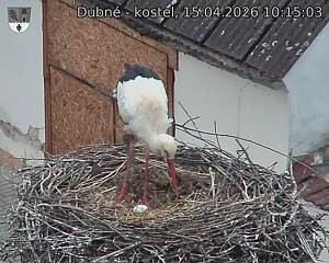 Capi_Dubne_20260415_101503.jpg (1350&nbsp;x&nbsp;1080)