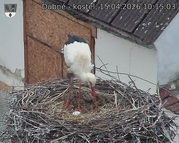 Capi_Dubne_20260415_101503.jpg (1350&nbsp;x&nbsp;1080)