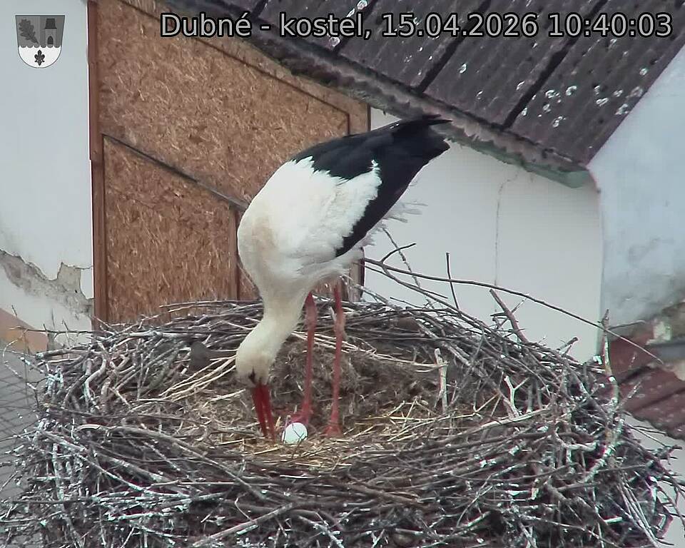 Capi_Dubne_20260415_104003.jpg (1350&nbsp;x&nbsp;1080)