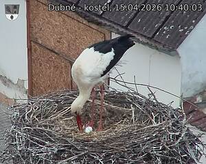 Capi_Dubne_20260415_104003.jpg (1350&nbsp;x&nbsp;1080)