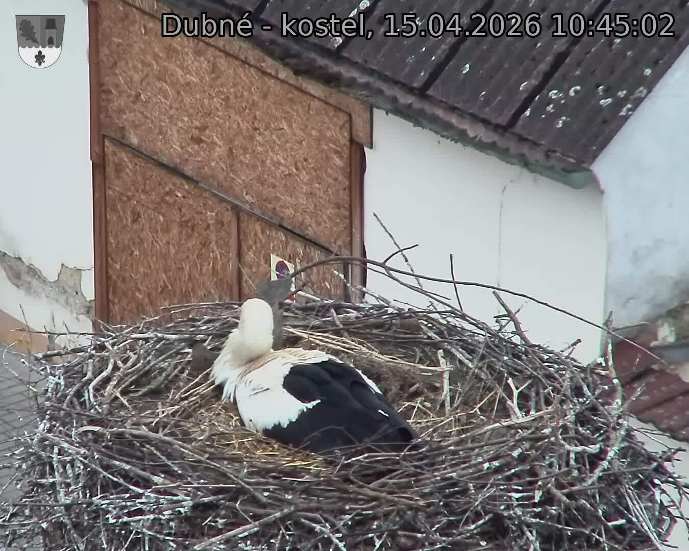 Capi_Dubne_20260415_104502.jpg (1350&nbsp;x&nbsp;1080)