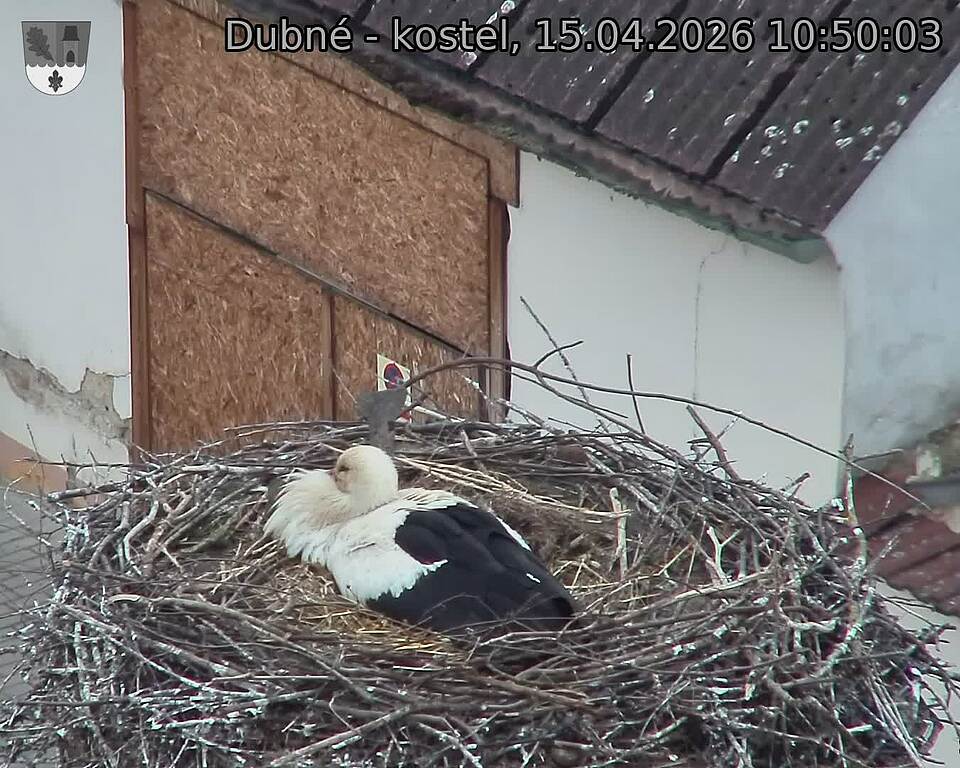 Capi_Dubne_20260415_105003.jpg (1350&nbsp;x&nbsp;1080)