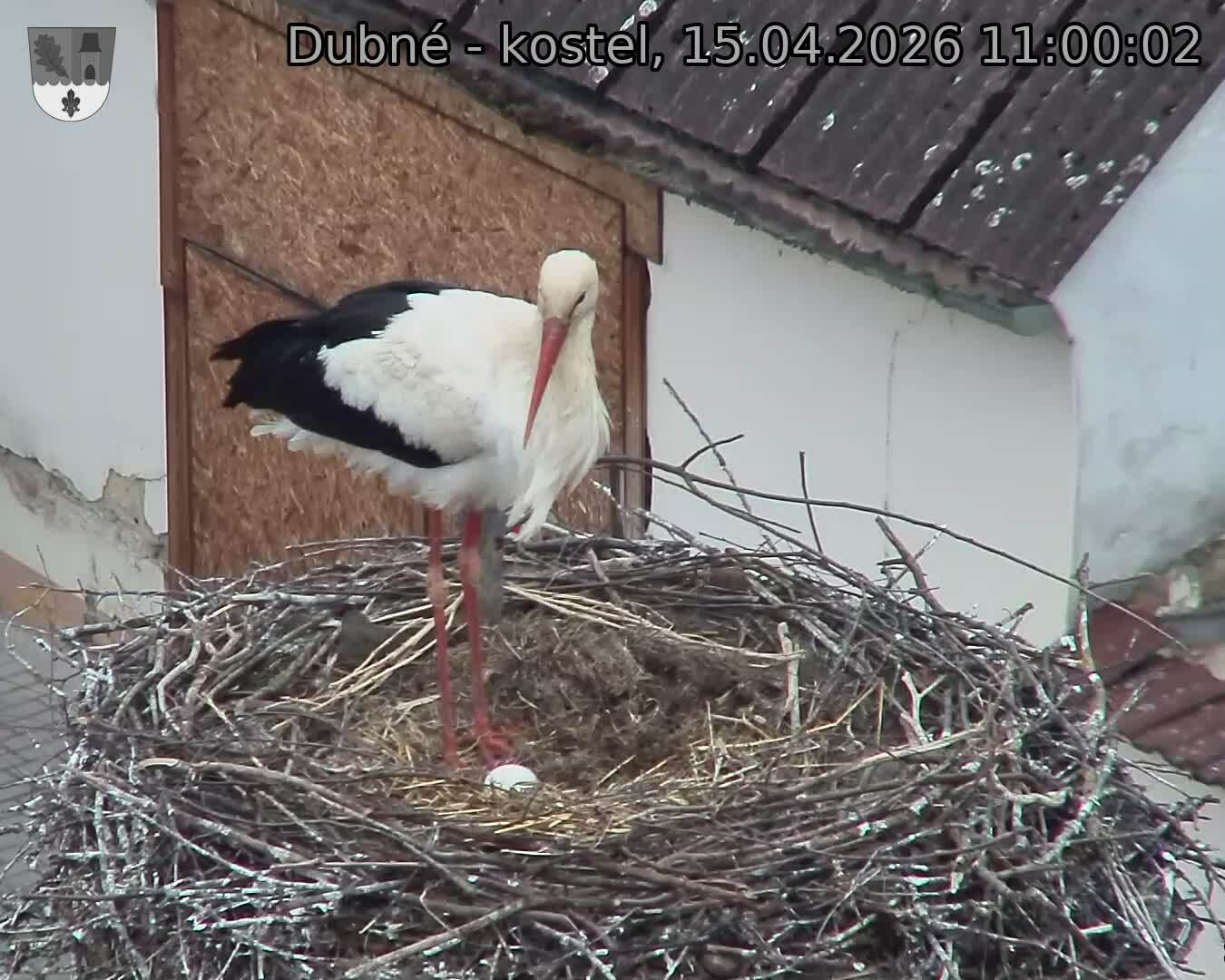 Capi_Dubne_20260415_110002.jpg (1350&nbsp;x&nbsp;1080)