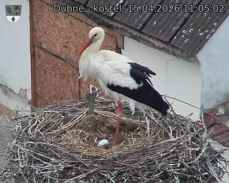 Capi_Dubne_20260415_110502.jpg (1350&nbsp;x&nbsp;1080)