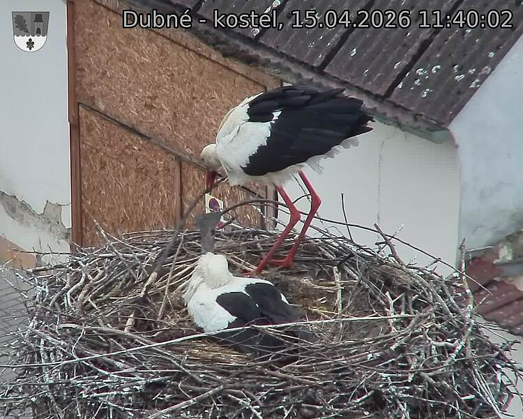 Capi_Dubne_20260415_114002.jpg (1350&nbsp;x&nbsp;1080)