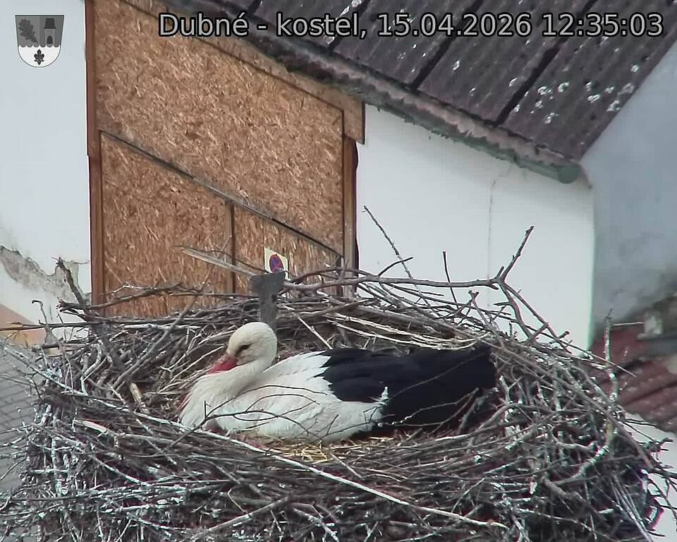 Capi_Dubne_20260415_123503.jpg (1350&nbsp;x&nbsp;1080)