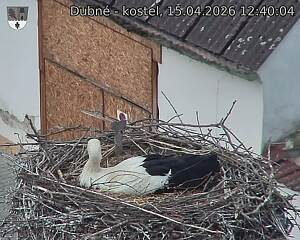 Capi_Dubne_20260415_124004.jpg (1350&nbsp;x&nbsp;1080)