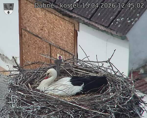 Capi_Dubne_20260415_124502.jpg (1350&nbsp;x&nbsp;1080)