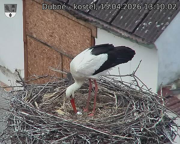 Capi_Dubne_20260415_131002.jpg (1350&nbsp;x&nbsp;1080)