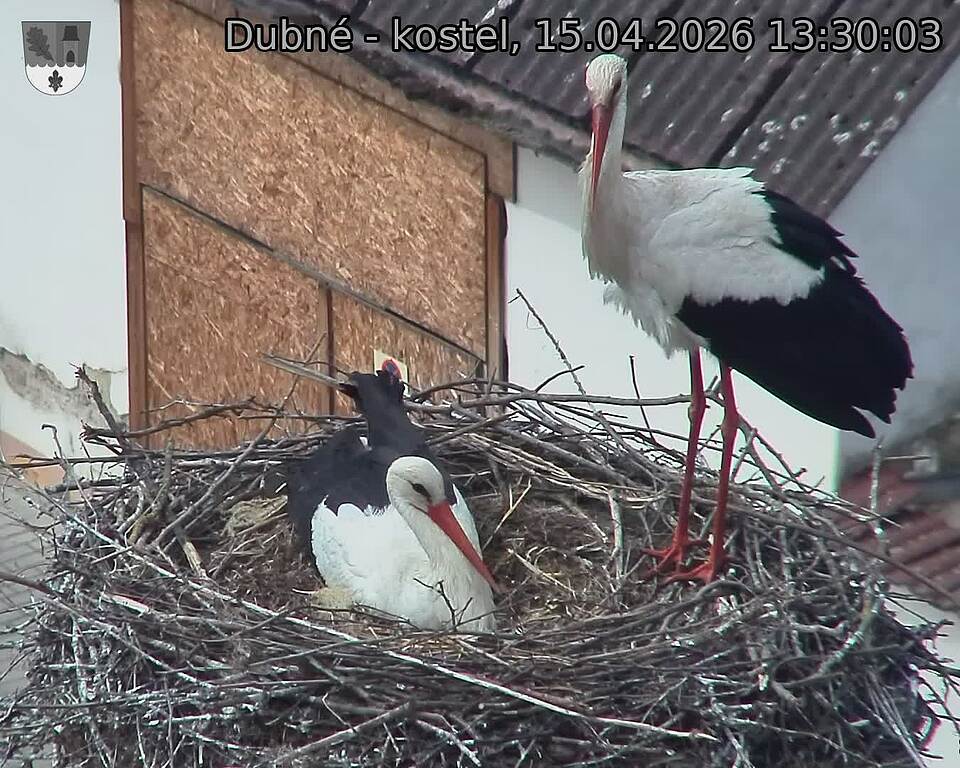 Capi_Dubne_20260415_133003.jpg (1350&nbsp;x&nbsp;1080)