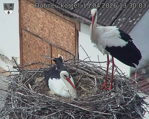 Capi_Dubne_20260415_133003.jpg (1350&nbsp;x&nbsp;1080)