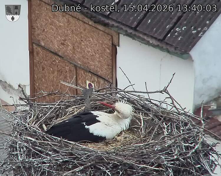 Capi_Dubne_20260415_134003.jpg (1350&nbsp;x&nbsp;1080)