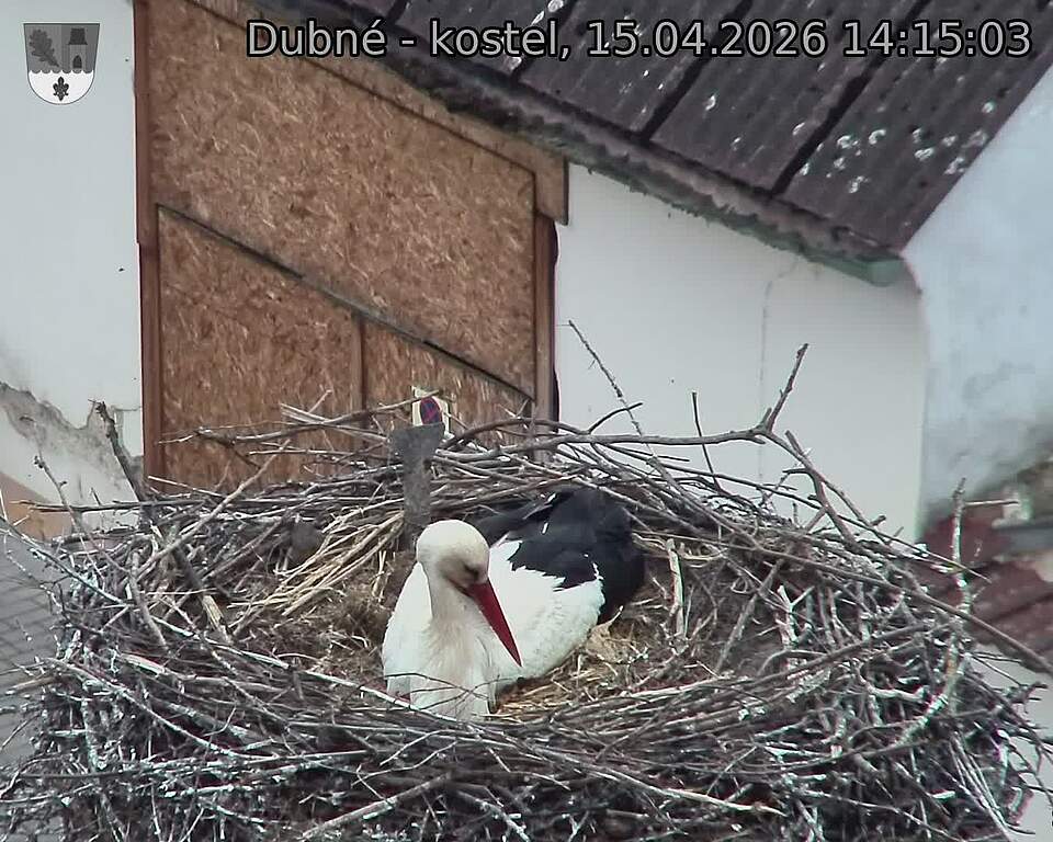 Capi_Dubne_20260415_141503.jpg (1350&nbsp;x&nbsp;1080)