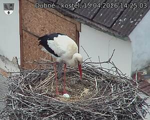 Capi_Dubne_20260415_142503.jpg (1350&nbsp;x&nbsp;1080)