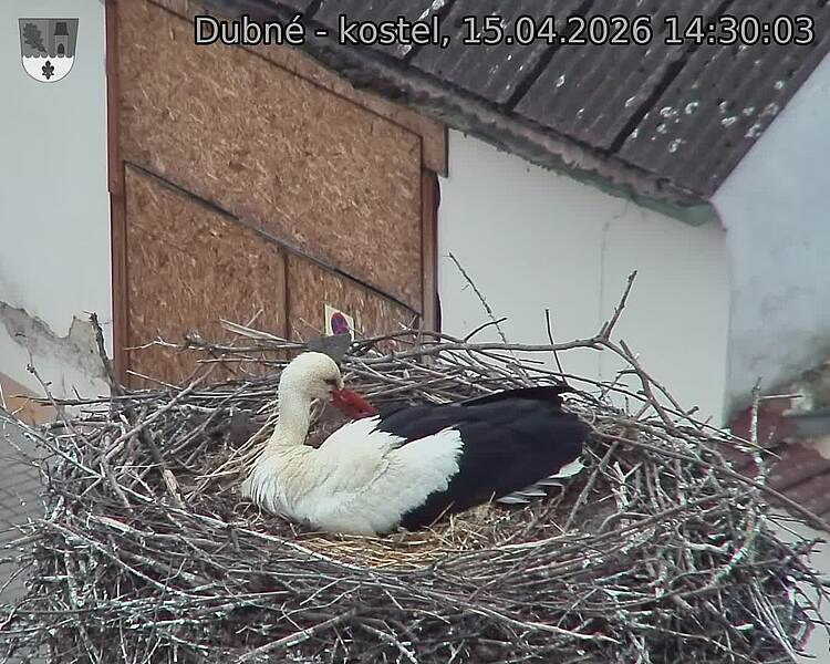 Capi_Dubne_20260415_143003.jpg (1350&nbsp;x&nbsp;1080)