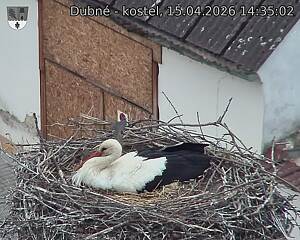 Capi_Dubne_20260415_143502.jpg (1350&nbsp;x&nbsp;1080)