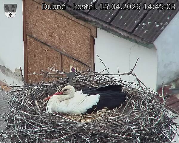 Capi_Dubne_20260415_144503.jpg (1350&nbsp;x&nbsp;1080)