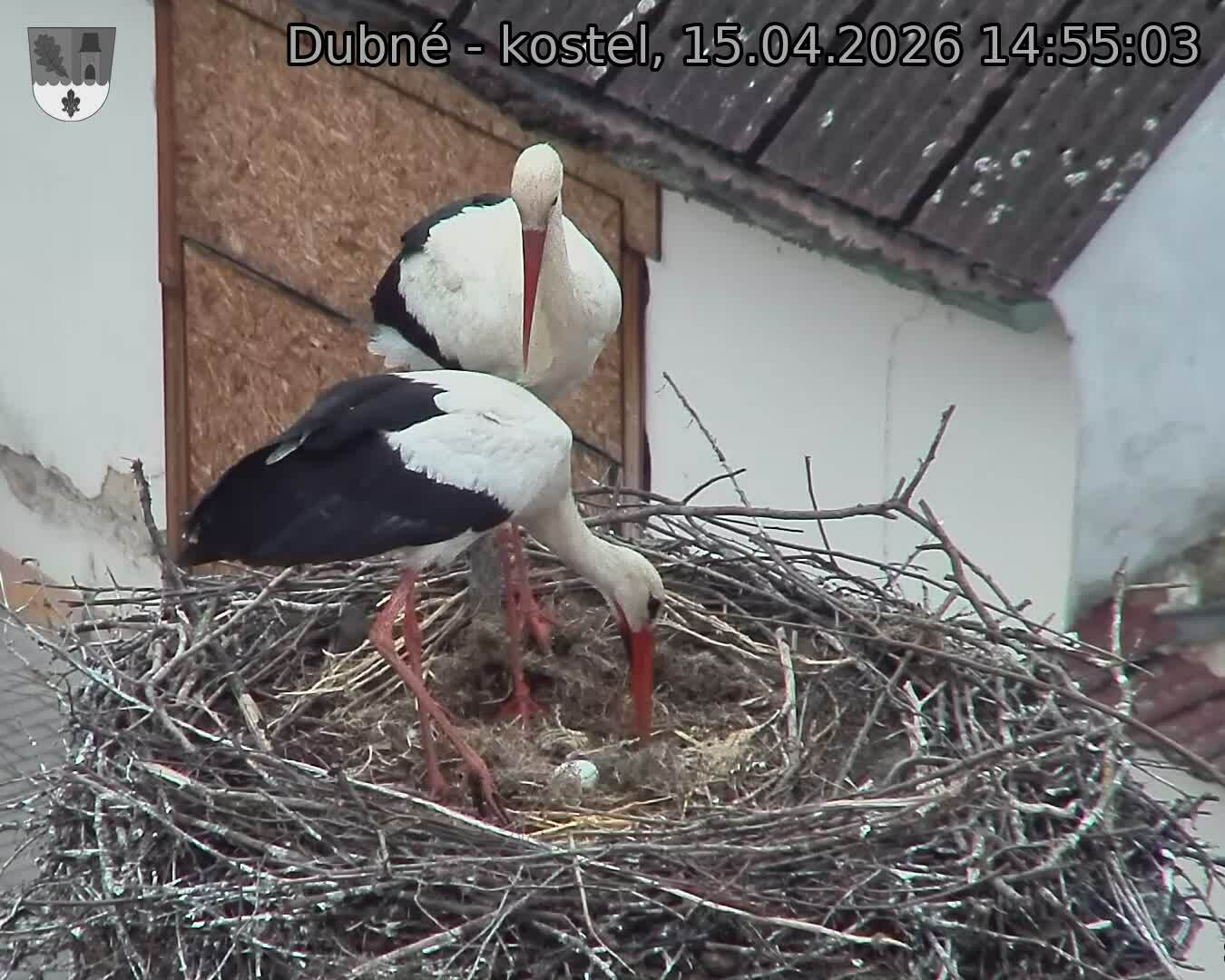 Capi_Dubne_20260415_145503.jpg (1350&nbsp;x&nbsp;1080)