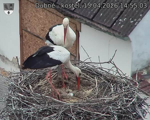 Capi_Dubne_20260415_145503.jpg (1350&nbsp;x&nbsp;1080)