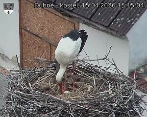 Capi_Dubne_20260415_151504.jpg (1350&nbsp;x&nbsp;1080)