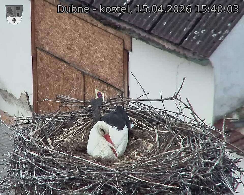 Capi_Dubne_20260415_154003.jpg (1350&nbsp;x&nbsp;1080)