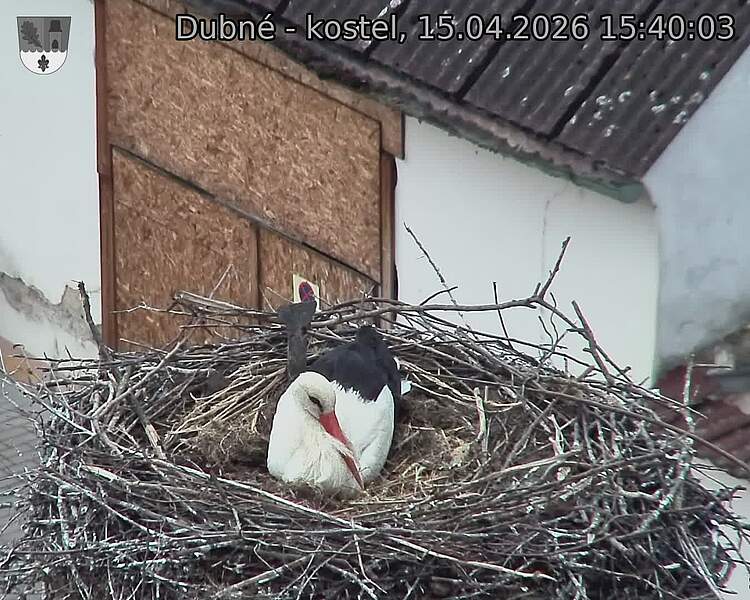 Capi_Dubne_20260415_154003.jpg (1350&nbsp;x&nbsp;1080)