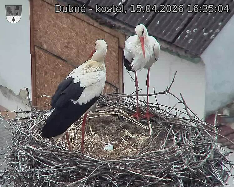 Capi_Dubne_20260415_163504.jpg (1350&nbsp;x&nbsp;1080)