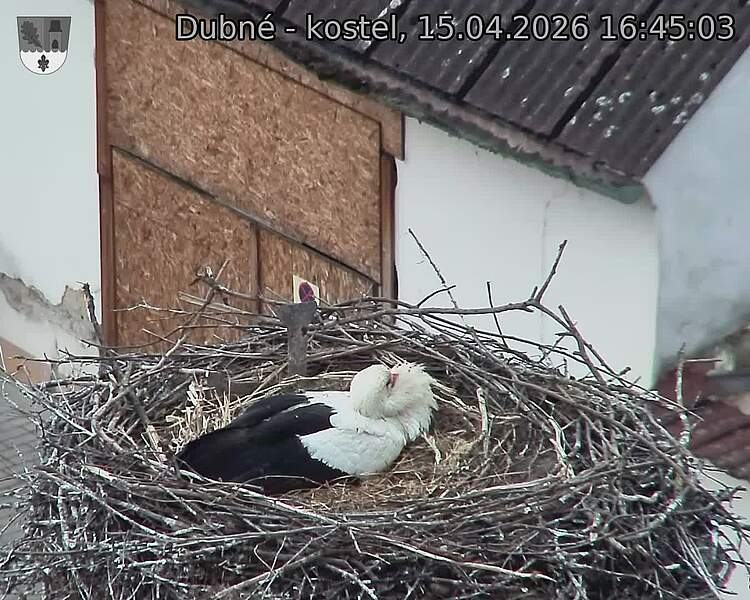 Capi_Dubne_20260415_164503.jpg (1350&nbsp;x&nbsp;1080)