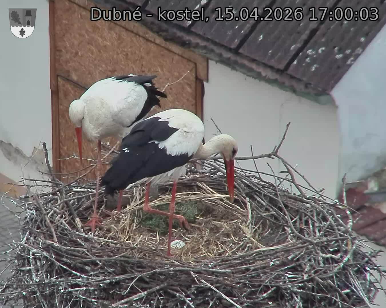 Capi_Dubne_20260415_170003.jpg (1350&nbsp;x&nbsp;1080)
