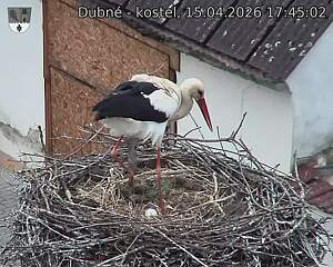 Capi_Dubne_20260415_174502.jpg (1350&nbsp;x&nbsp;1080)