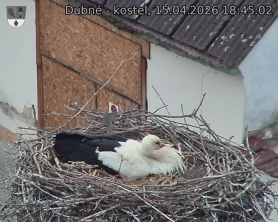 Capi_Dubne_20260415_184502.jpg (1350&nbsp;x&nbsp;1080)