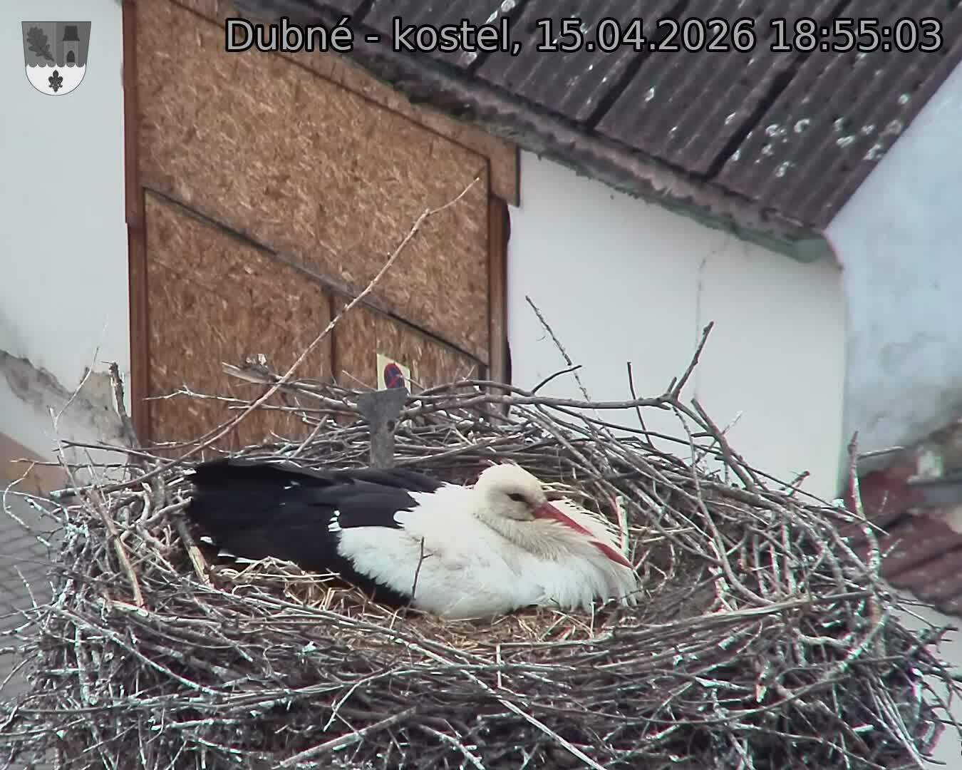 Capi_Dubne_20260415_185503.jpg (1350&nbsp;x&nbsp;1080)